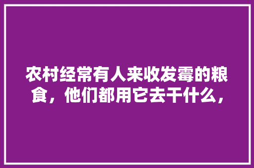 农村经常有人来收发霉的粮食，他们都用它去干什么，特色美食小吃半成品 农村经常有人来收发霉的粮食，他们都用它去干什么，特色美食小吃半成品 旅行资讯