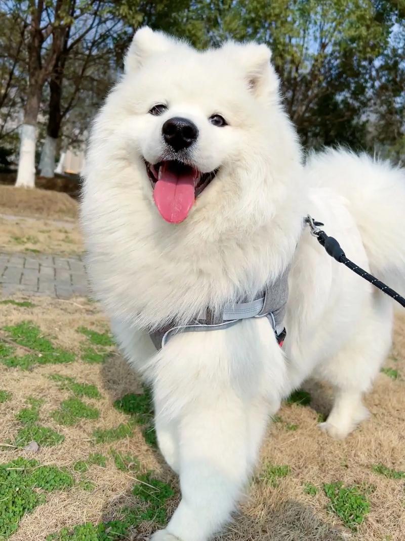 萨摩耶犬名字大全,大壮馍的做法视频 旅行资讯 萨摩耶犬名字大全,大壮馍的做法视频 萨摩耶犬名字大全,大壮馍的做法视频 旅行资讯