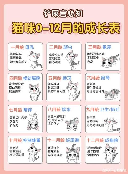 幼猫生活指南图片,幼猫生活指南图片高清。 生活指南 幼猫生活指南图片,幼猫生活指南图片高清。 幼猫生活指南图片,幼猫生活指南图片高清。 生活指南