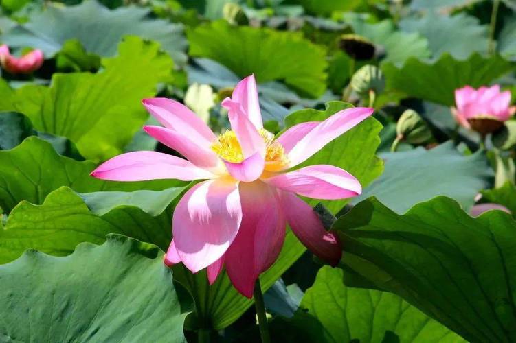2023年金湖荷花节什么时候，金湖特色美食 2023年金湖荷花节什么时候，金湖特色美食 生活指南