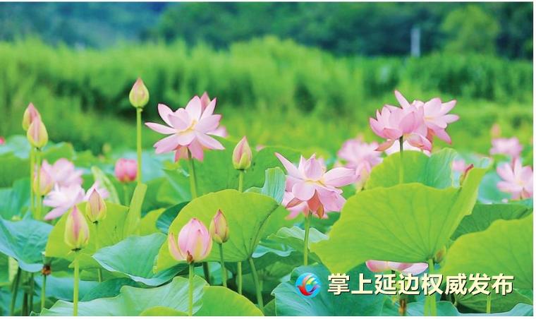 延边珲春“土字牌”的历史由来是什么,黑龙江特色美食简笔画 生活指南 延边珲春“土字牌”的历史由来是什么,黑龙江特色美食简笔画 延边珲春“土字牌”的历史由来是什么,黑龙江特色美食简笔画 生活指南