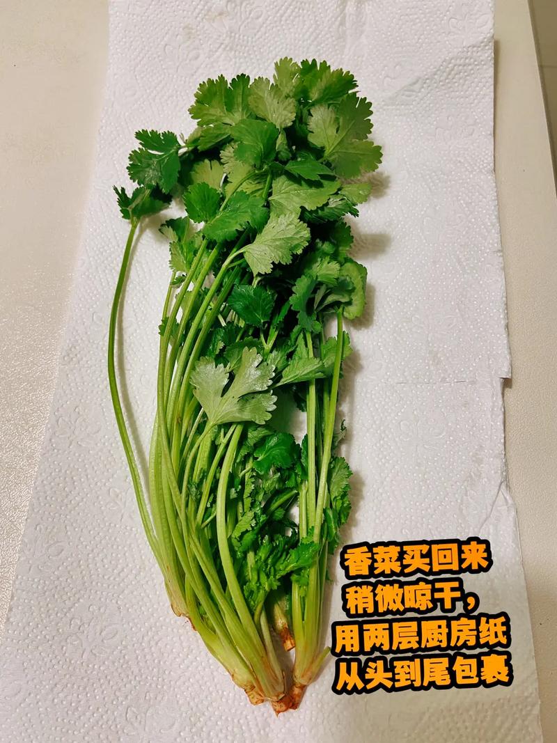 香菜保存方法冷冻还是冷藏,保存 香菜 旅行资讯 香菜保存方法冷冻还是冷藏,保存 香菜 香菜保存方法冷冻还是冷藏,保存 香菜 旅行资讯