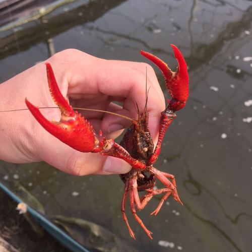 良渚哪里可以钓小龙虾,良渚特色美食 美食推荐 良渚哪里可以钓小龙虾,良渚特色美食 良渚哪里可以钓小龙虾,良渚特色美食 美食推荐