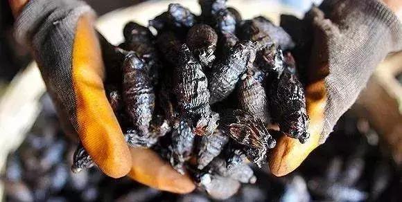 全世界最难吃的食物,中国最难吃的地方小吃 家居窍门 全世界最难吃的食物,中国最难吃的地方小吃 全世界最难吃的食物,中国最难吃的地方小吃 家居窍门