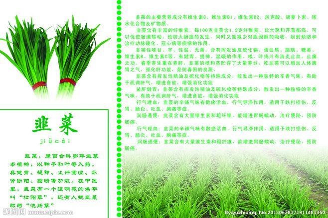 韭菜是中国原产植物吗?怎么吃最好,韭菜特产 健康建议 韭菜是中国原产植物吗?怎么吃最好,韭菜特产 韭菜是中国原产植物吗?怎么吃最好,韭菜特产 健康建议