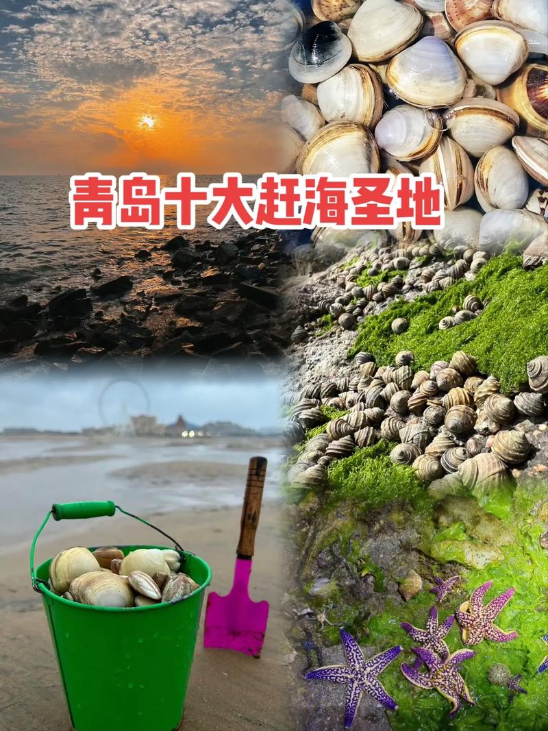 青岛早起赶海推荐,青岛赶海有什么 生活指南 青岛早起赶海推荐,青岛赶海有什么 青岛早起赶海推荐,青岛赶海有什么 生活指南