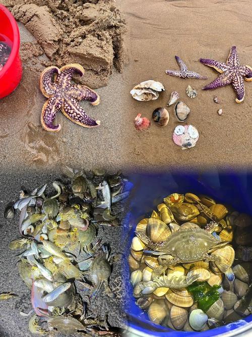 北仑赶海哪里最好,赶海美食 家居窍门 北仑赶海哪里最好,赶海美食 北仑赶海哪里最好,赶海美食 家居窍门