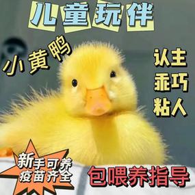 拼多多柯尔鸭靠谱吗,拼多多鸭肉 家居窍门 拼多多柯尔鸭靠谱吗,拼多多鸭肉 拼多多柯尔鸭靠谱吗,拼多多鸭肉 家居窍门