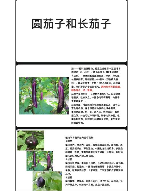 圆茄子和长茄子种植方法有什么不同,大同又啥好吃的 生活指南 圆茄子和长茄子种植方法有什么不同,大同又啥好吃的 圆茄子和长茄子种植方法有什么不同,大同又啥好吃的 生活指南